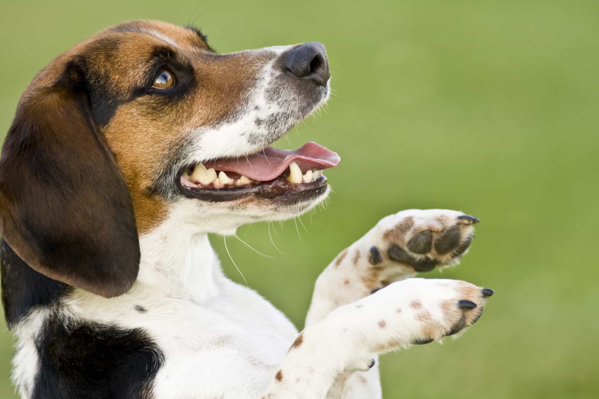 A beagle looks up at his owner.
